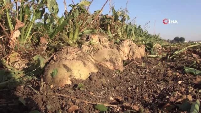 Şeker pancarından kent ekonomisine 2,5 milyar TL katkı hedefleniyor