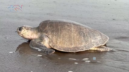 mqn-Esta semana conoceremos desde Ostional todo sobre la Arribada de Tortugas.-201123