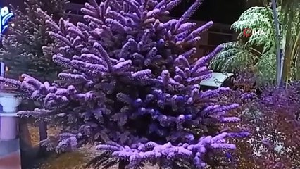 Erciş'e mevsimin ilk karı yağmaya başladı