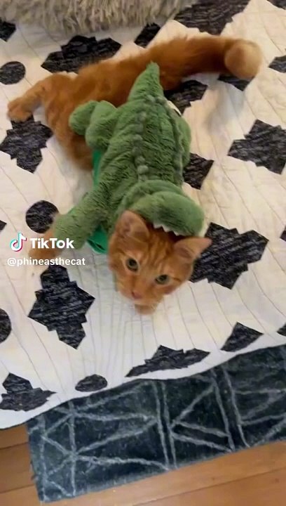 gato