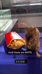 I explore the untold history of Brussels’ sewage system and the role wastewater plays in global health.