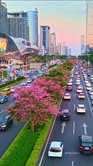 Look, snow is falling and flowers are blooming in northern Shantong.