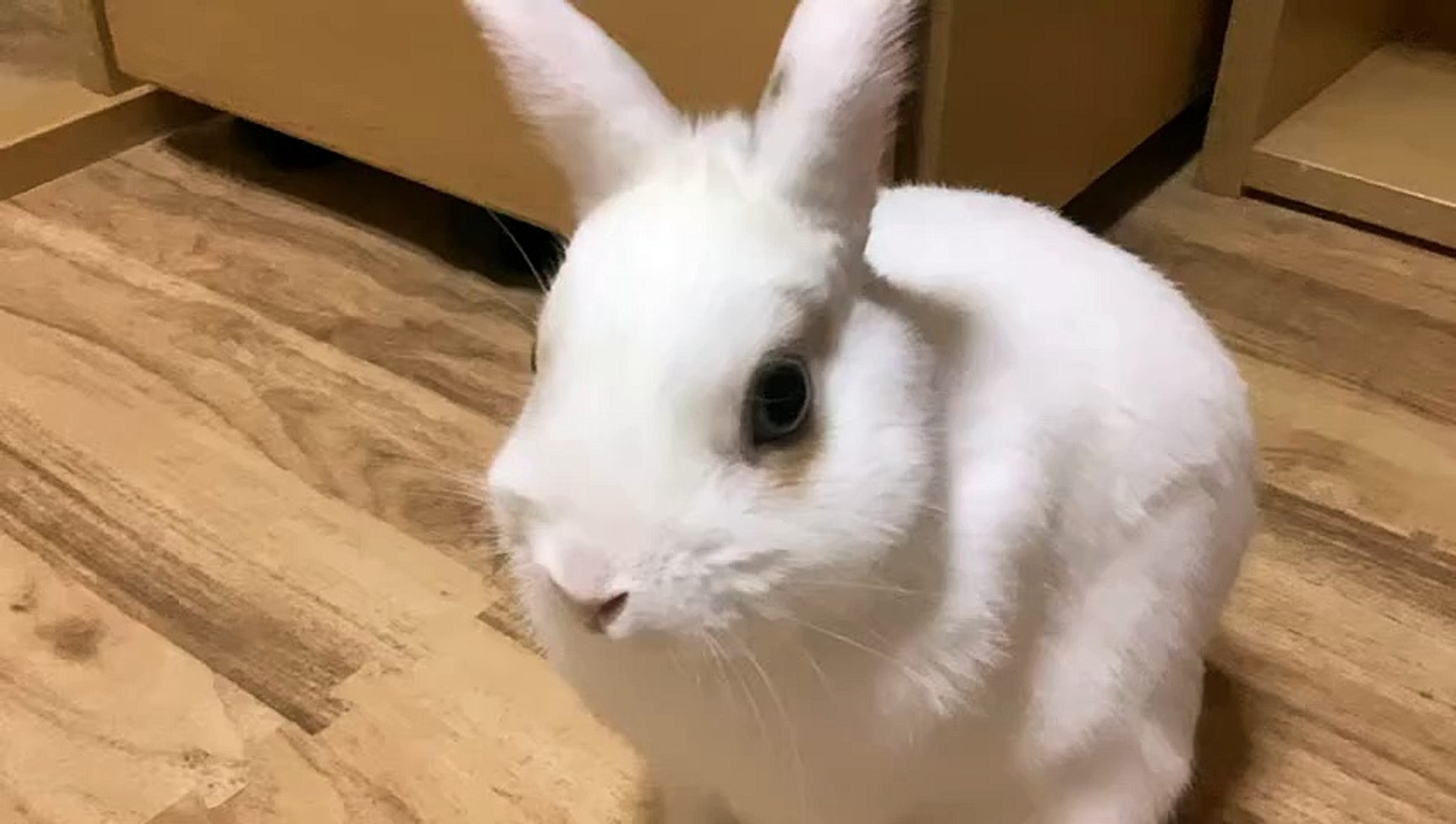 Rikako Katayama Gelatinous Odyssey - video Dailymotion