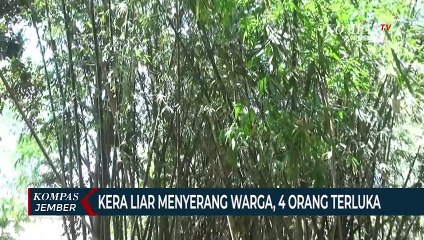 Kera Liar Serang Warga di Jember, 4 Korban Terluka