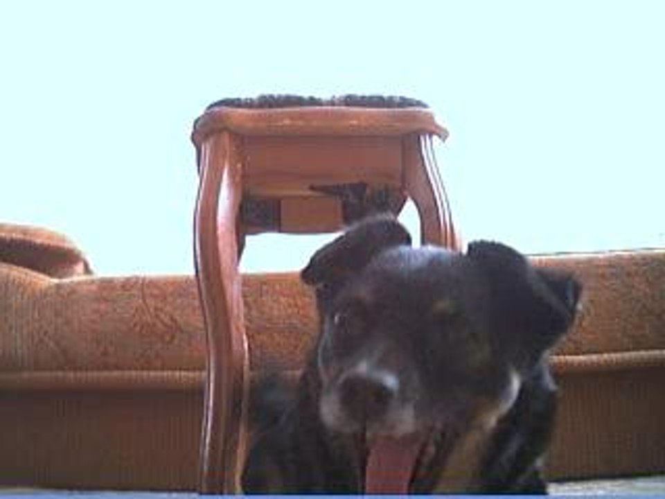 My Puppy