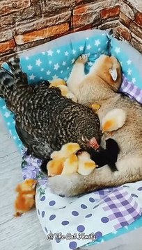 Cats and chickens have a good relationship | Baby chicken eating cat's milk | Cats Funny #shorts