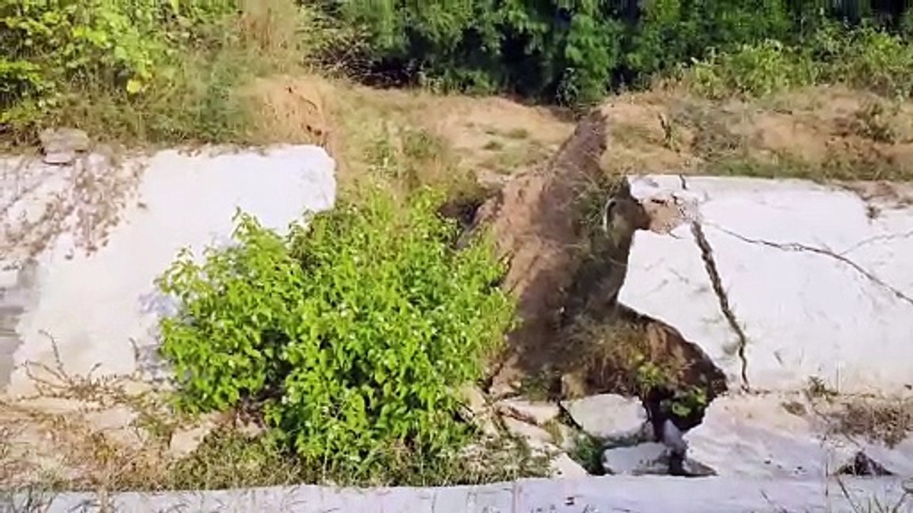 Canals worth Rs 17 crore 26 lakh turned into mud due to negligence