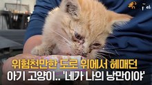 2차선 도로에서 발견한 아기 고양이.. '네가 나의 낭만이야'
