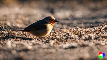 A beautiful bird is sitting on a branch