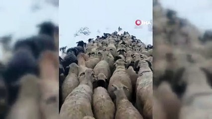 Yaylalardan indirilmeye başlanan koyun sürüsü kar ve tipiye yakalandı