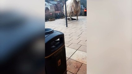Sheepdog tries to herd 25ft sheep statue
