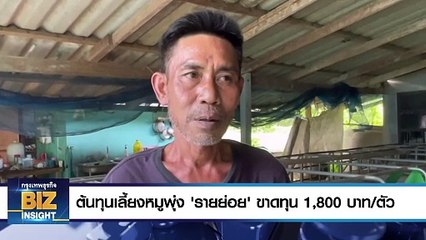 ต้นทุนเลี้ยงหมูพุ่ง ‘รายย่อย’ ขาดทุน 1,800 บาท/ตัว