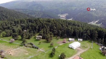 12 kızıl geyik üretilerek doğaya salındı