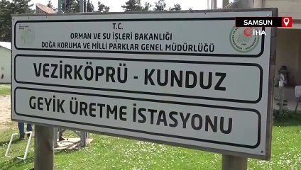 Samsun'da 12 kızıl geyik yetiştirilerek doğaya salındı