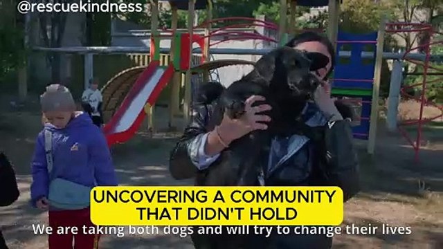 Two Injured Dogs were severely abused by strangers