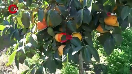 Bu hasat 1 hafta sürecek: Yaşı 15, kurusu 200 lira