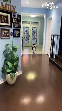 Pawsitively Heartwarming: Adorable Dog's Joyful Reunion with Mommy! || #heartsome #dog #reunion