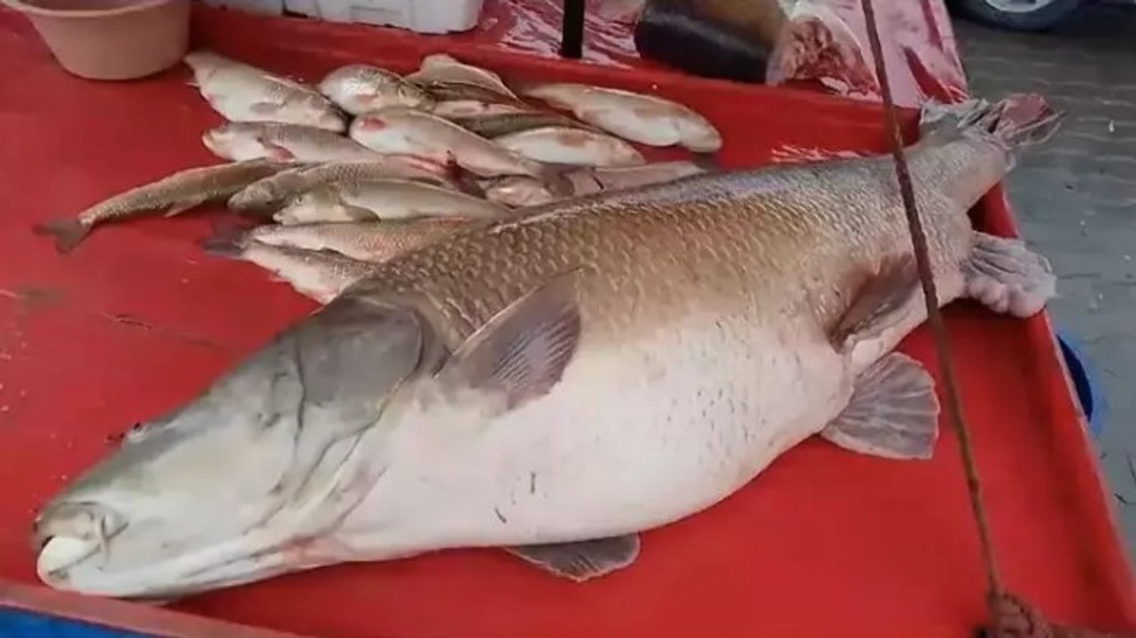 Karasu Nehri'nde dev turna balığı oltaya takıldı