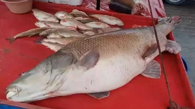 Karasu Nehri'nde dev turna balığı oltaya takıldı