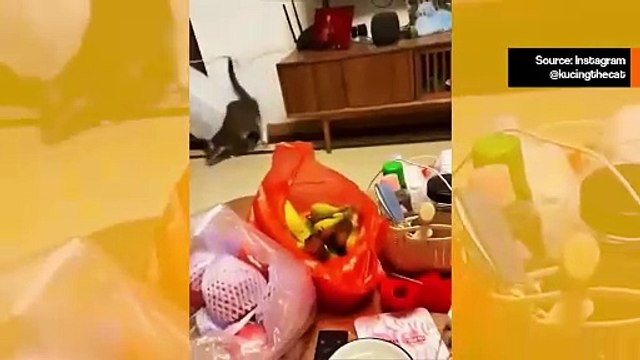 Hulvattomat videot: kissat rakastavat tuhota asioita, mutta nämä menivät liian pitkälle