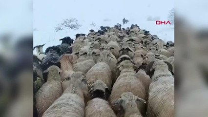 Erzincan'da Yaylada Mahsur Kalan Çobana Yardım