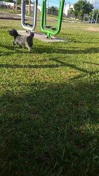Negrita, Amapola y Broly en el Centro de Barrio N°3, El Hongo, Tacuarembó, Uruguay (22/11/2022)
