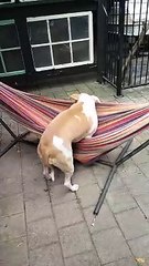 Lucy Loves Her Hammock