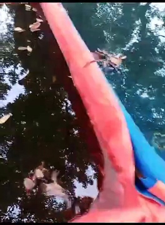 Kolam terpal untuk budidaya ikan lele segmen pembenihan