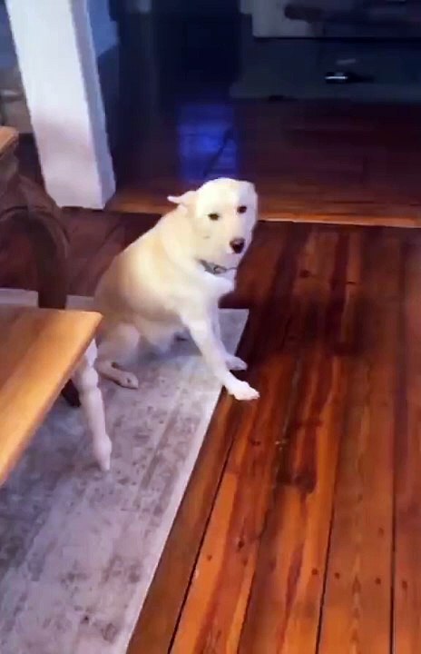 cão bêbado