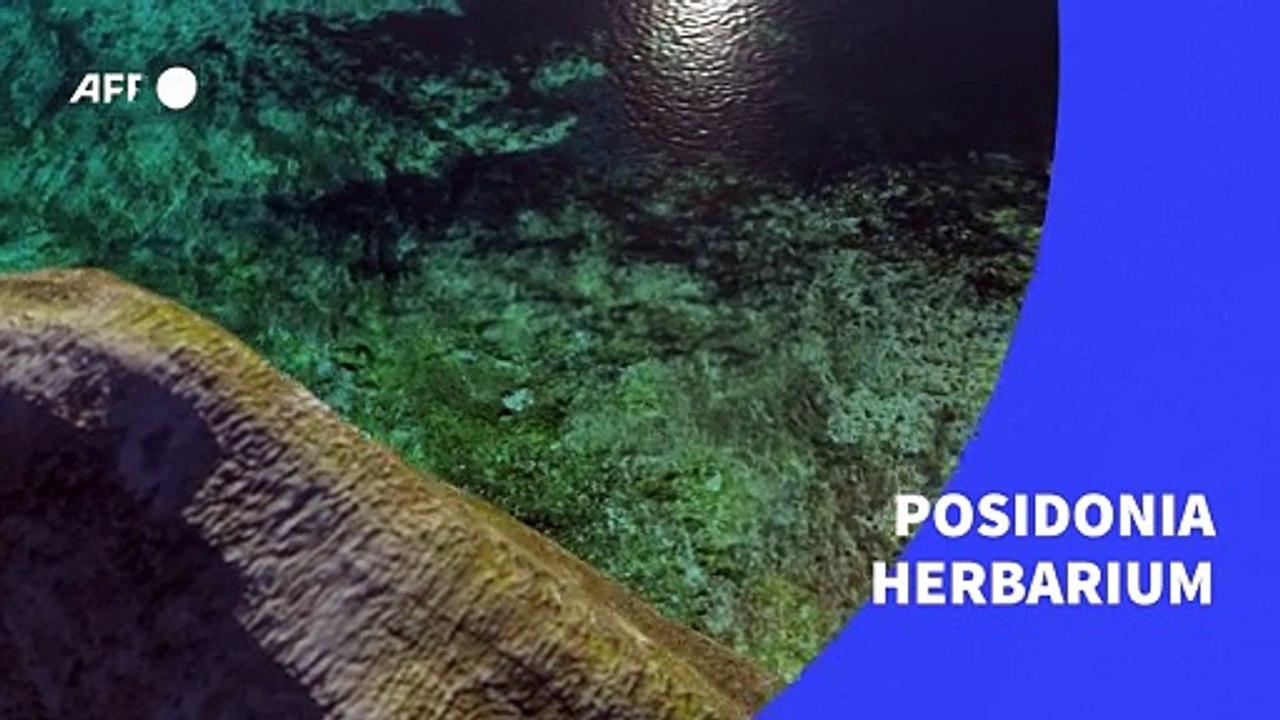 Posidonia herbarium