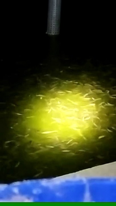 Porsi makan lele saat siang dan malam hari itu beda, malam biasanya porsi makan lele akan sedikit banyak