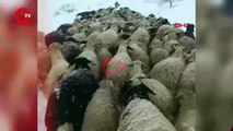 Çoban ve koyunları karda mahsur kaldı Yardıma sürü sahibi yetişti