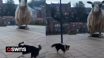 Hilarious video shows sheepdog trying to herd giant statue - of a sheep
