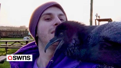 Darf ich vorstellen: Loki - ein übermäßig anhänglicher Rabe, der gerne KUSCHELT