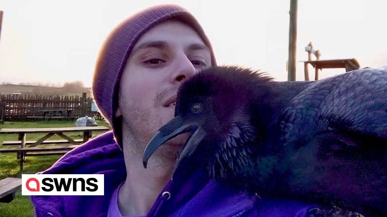 Darf ich vorstellen: Loki - ein übermäßig anhänglicher Rabe, der gerne KUSCHELT