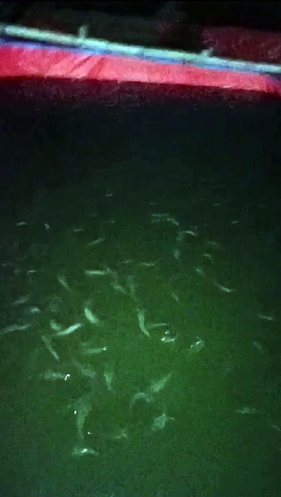 Sekiranya ikan lele kenyang jangan dilempari pakan terus, lele bisa menggantung