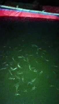 Sekiranya ikan lele kenyang jangan dilempari pakan terus, lele bisa menggantung