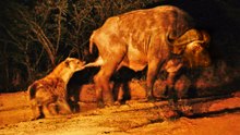 Hyena Grabs Buffalo by the Balls!