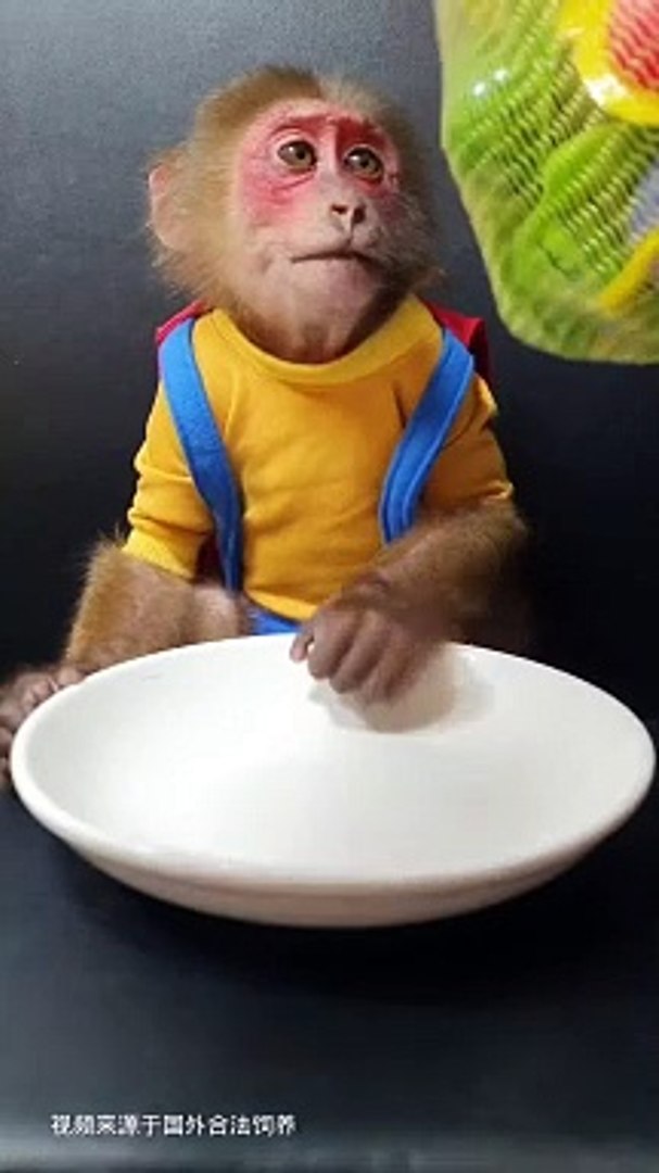 ⁣Monkey Eating Candies | Monkey Funny Reactions | Monkey Funny Moments | Animals Funny Moments #anima