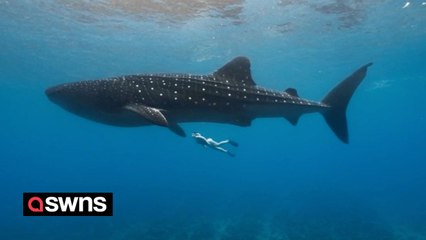Snorkeler swims with 10m whale shark