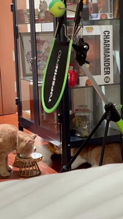 Stealthy Cat Swipes A Snack