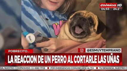 ¡Perro grita como humano cuando quieren cortarle las uñas!