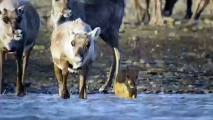 Incredible Animal Journeys | Official Trailer | National Geographic