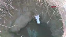 İnek, 12 metre derinliğindeki obruğa düştü, itfaiye ekipleri tarafından kurtarıldı