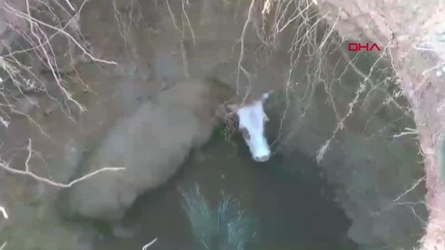 İnek, 12 metre derinliğindeki obruğa düştü, itfaiye ekipleri tarafından kurtarıldı