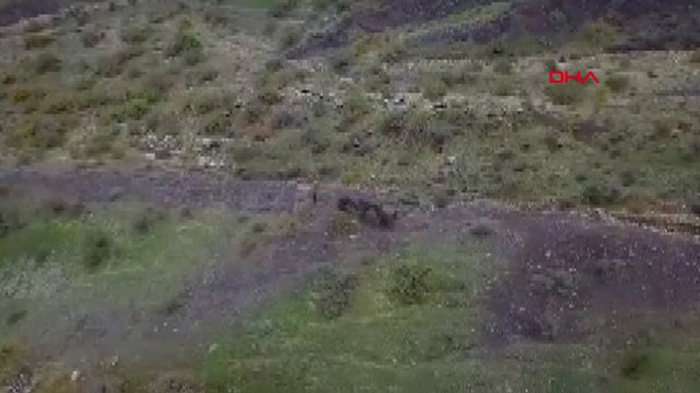 Çiftçi, tarlaya giren domuz sürüsünü drone ile uzaklaştırdı