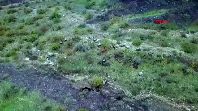 Çiftçi, dron kullanarak yaban domuzu sürüsünü uzaklaştırdı