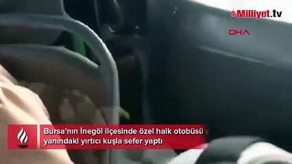 Özel halk otobüsü şoförü, yanındaki yırtıcı kuşla sefer yaptı