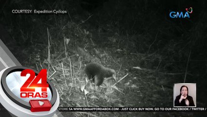 Egg-laying mammal na "Attenborough's long-beaked echidna" na pinaniniwalaang extinct na, namataan umano sa Indonesia | 24 Oras