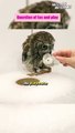 Wise Owl Chronicles: Kuu-Chan Rescues Toy! || Best of Internet